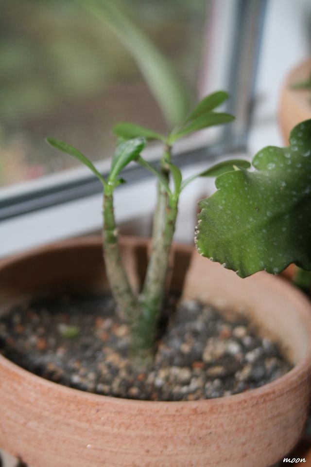 adenium